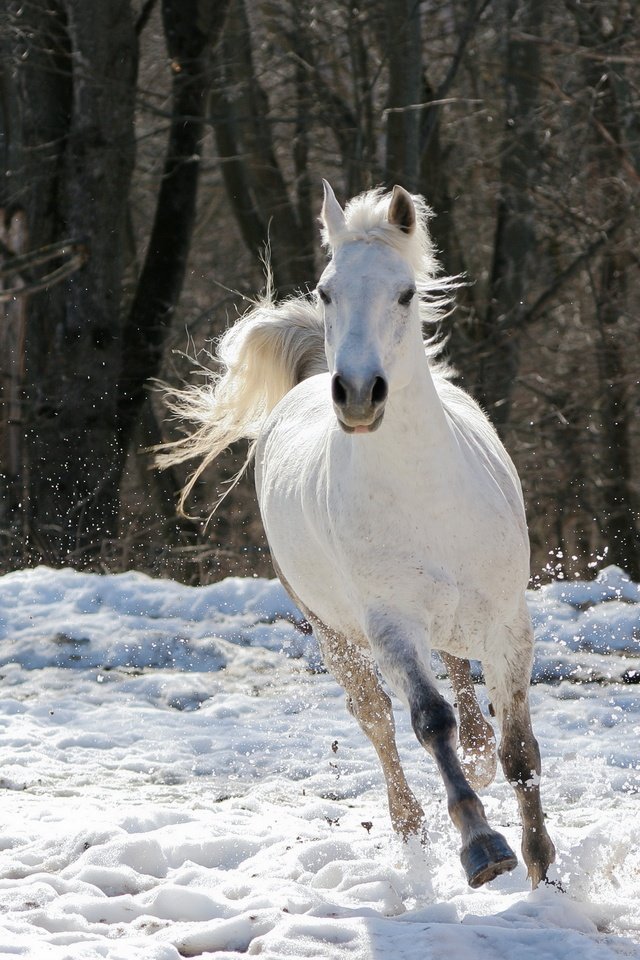 Обои лошадь, деревья, снег, зима, конь, белая, скачет, horse, trees, snow, winter, white, jump разрешение 2880x1920 Загрузить