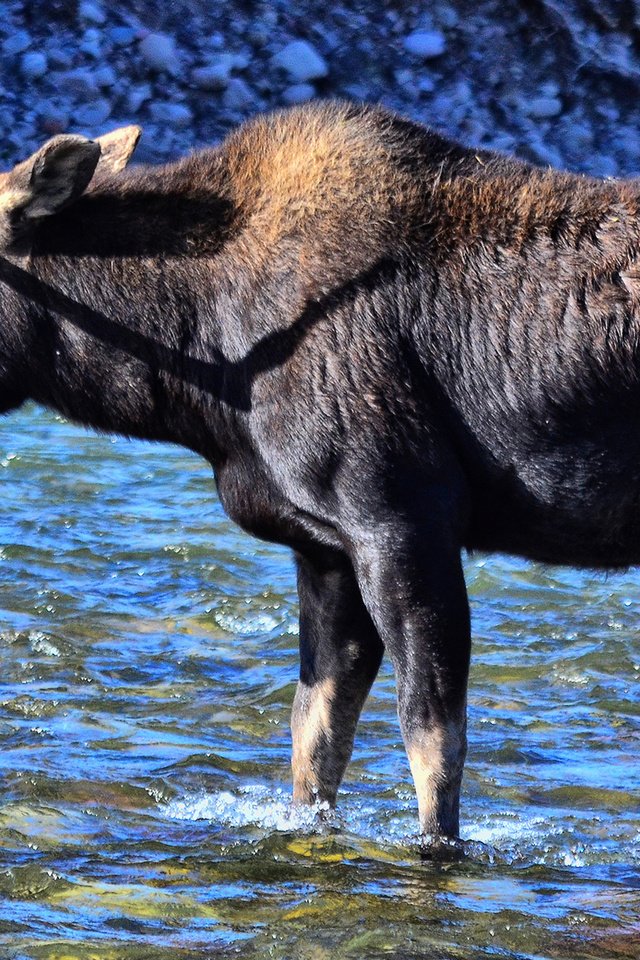 Обои вода, река, природа, животное, лось, water, river, nature, animal, moose разрешение 1920x1209 Загрузить