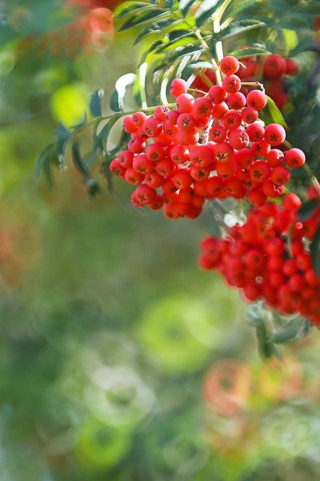 Обои ветка, ягоды, рябина, боке, гроздья рябины, branch, berries, rowan, bokeh, bunches of rowan разрешение 2048x1366 Загрузить