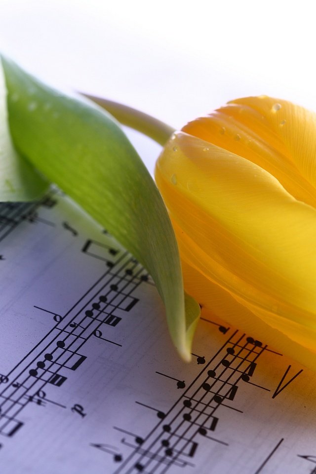 Обои желтый, цветок, ноты, тюльпан, yellow, flower, notes, tulip разрешение 2880x1920 Загрузить
