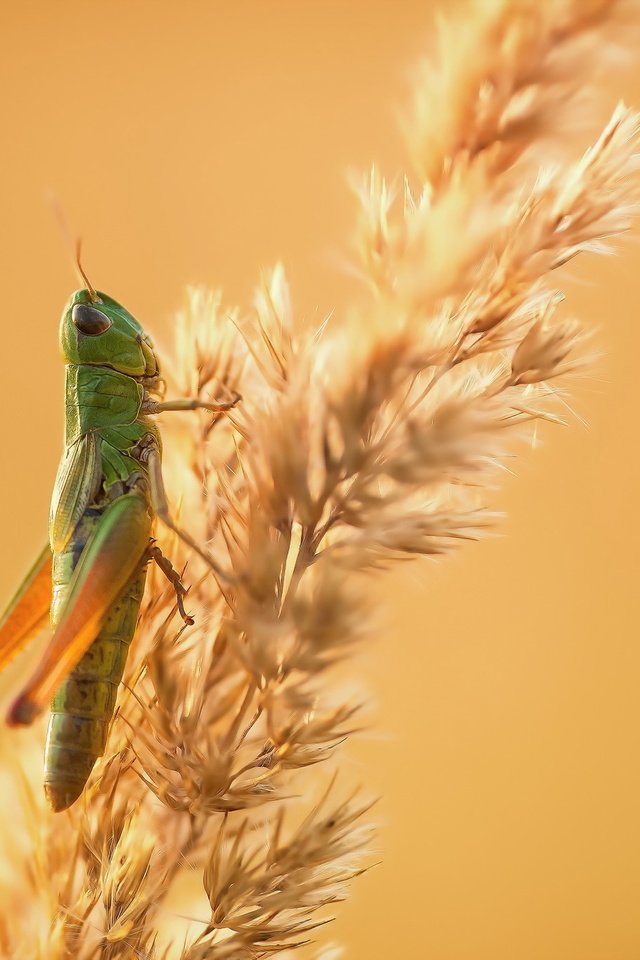 Обои природа, насекомое, фон, кузнечик, колосок, травинка, nature, insect, background, grasshopper, spike, a blade of grass разрешение 2048x1365 Загрузить