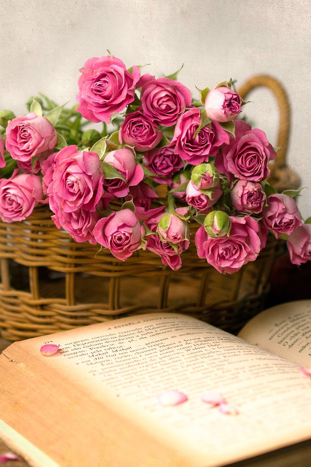 Обои розы, лепестки, корзина, книга, roses, petals, basket, book разрешение 2000x1384 Загрузить