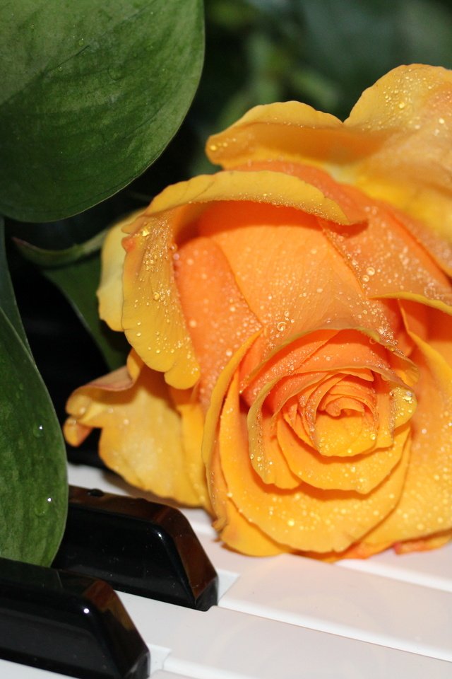 Обои капли, розы, пианино, жёлтая, роз, drops, roses, piano, yellow разрешение 5184x3456 Загрузить