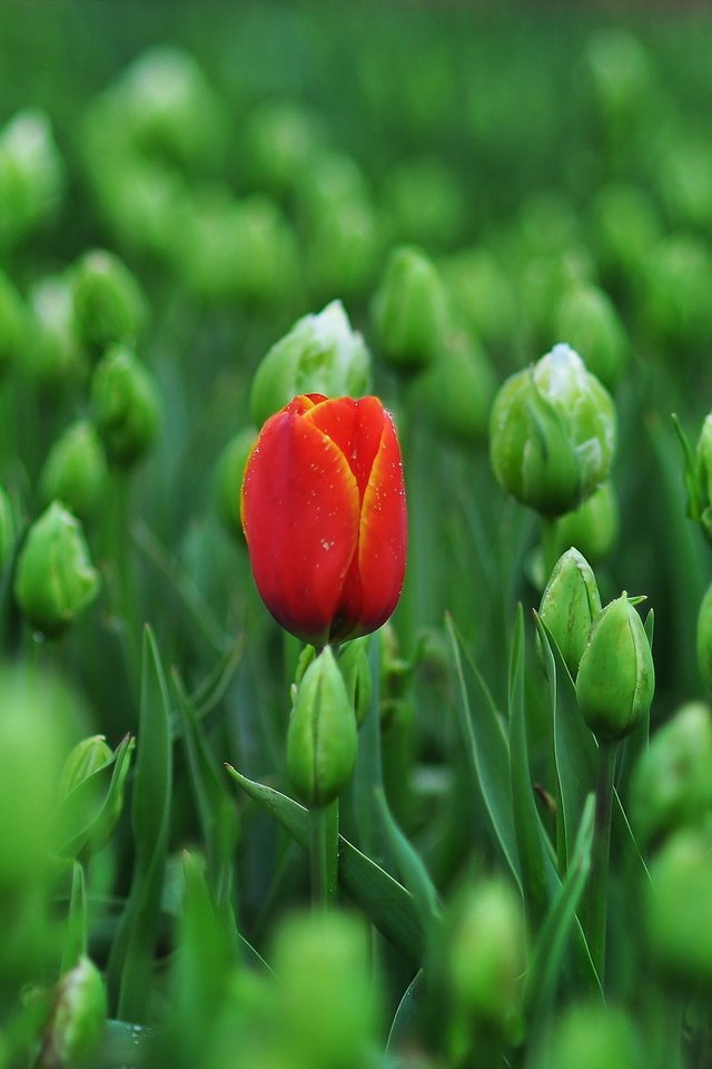 Обои цветы, фон, весна, тюльпаны, flowers, background, spring, tulips разрешение 2500x1561 Загрузить