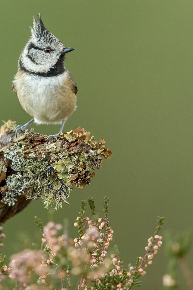 Обои ветка, птица, клюв, перья, синица, синичка, хохлатая синица, branch, bird, beak, feathers, tit, titmouse, crested tit разрешение 2048x1365 Загрузить