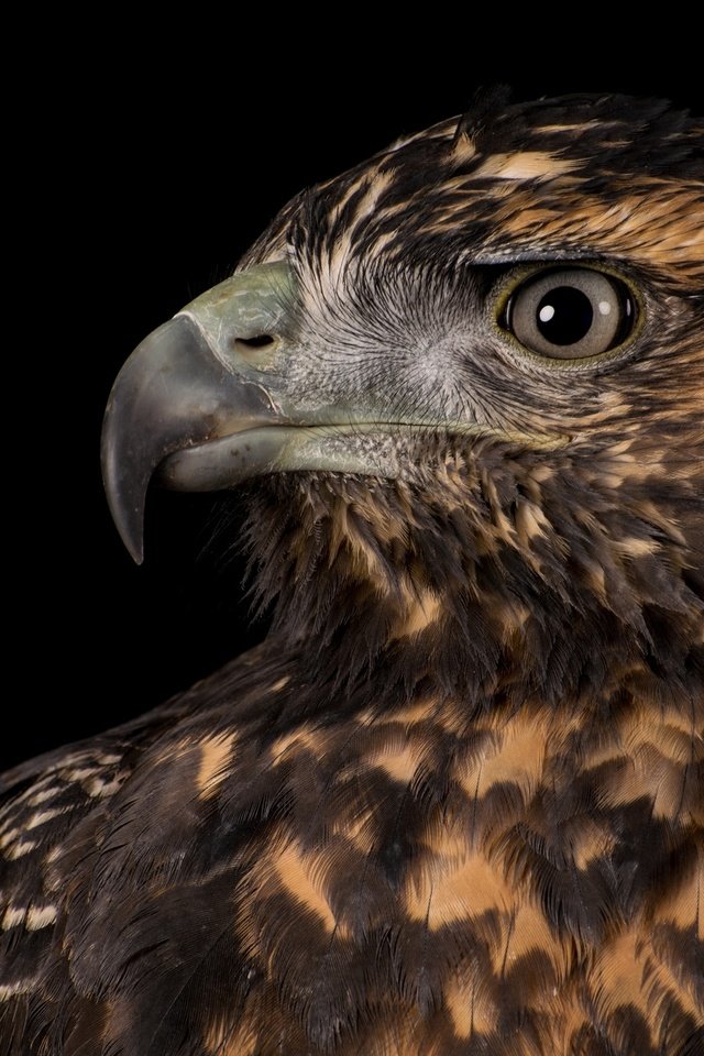 Обои орел, хищник, профиль, птица, клюв, черный фон, перья, eagle, predator, profile, bird, beak, black background, feathers разрешение 2048x1293 Загрузить