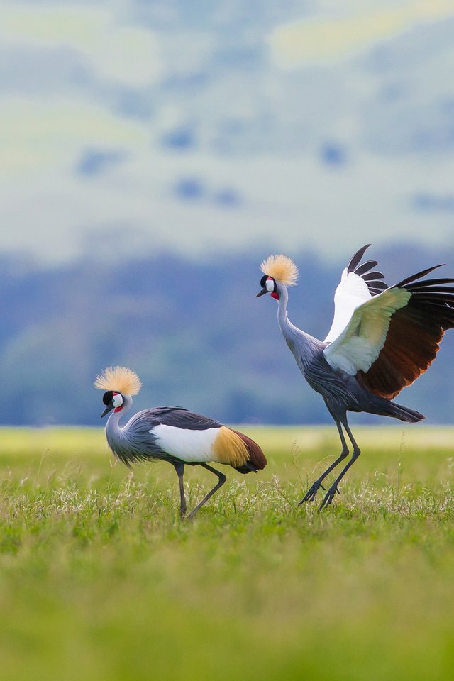 Обои птицы, венценосный журавль, журавли, хохолок, birds, crowned crane, cranes, crest разрешение 2048x1220 Загрузить