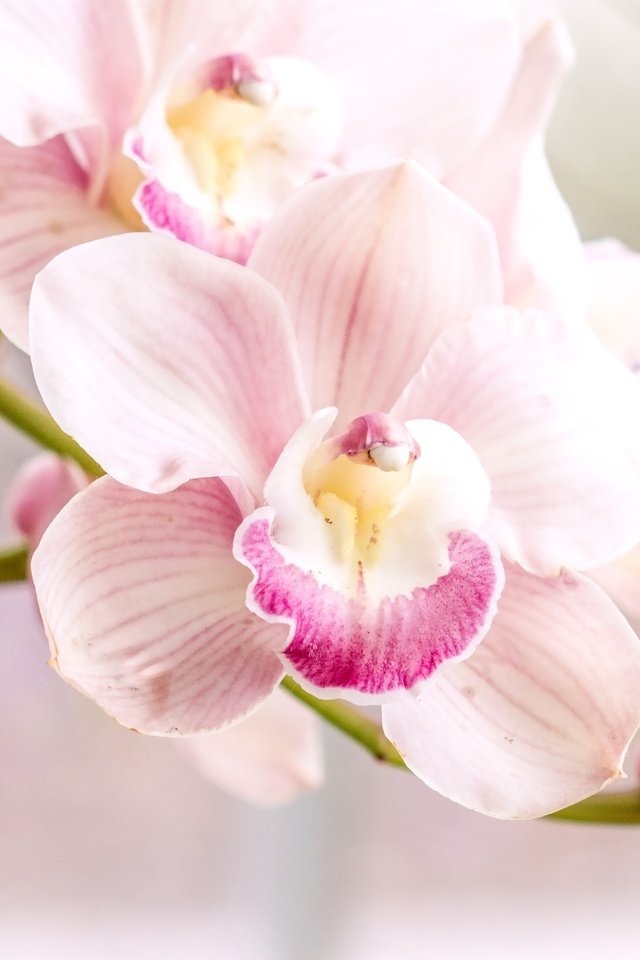 Обои розовый, нежность, орхидея, pink, tenderness, orchid разрешение 1920x1280 Загрузить