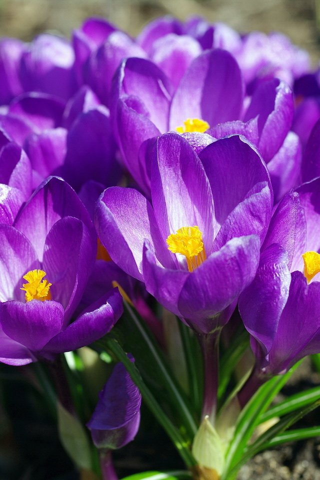 Обои весна, фиолетовые, крокусы, spring, purple, crocuses разрешение 2232x1484 Загрузить
