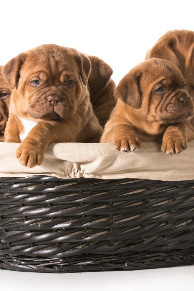 Обои щенки, корзинка, собаки, бордоский дог, puppies, basket, dogs, dogue de bordeaux разрешение 4496x3196 Загрузить