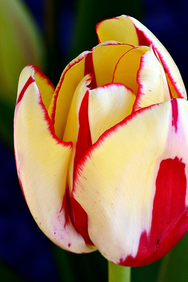 Обои фон, бутон, тюльпан, яркий, background, bud, tulip, bright разрешение 2048x1239 Загрузить