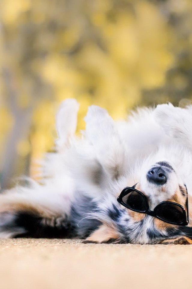 Обои поза, очки, собака, весна, аусси, темные очки, pose, glasses, dog, spring, aussie, sunglasses разрешение 2048x1152 Загрузить