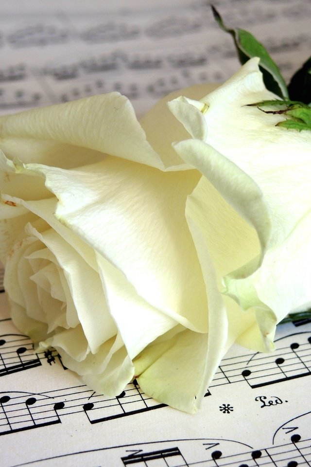 Обои цветок, ноты, роза, бутон, белая, flower, notes, rose, bud, white разрешение 2400x1609 Загрузить