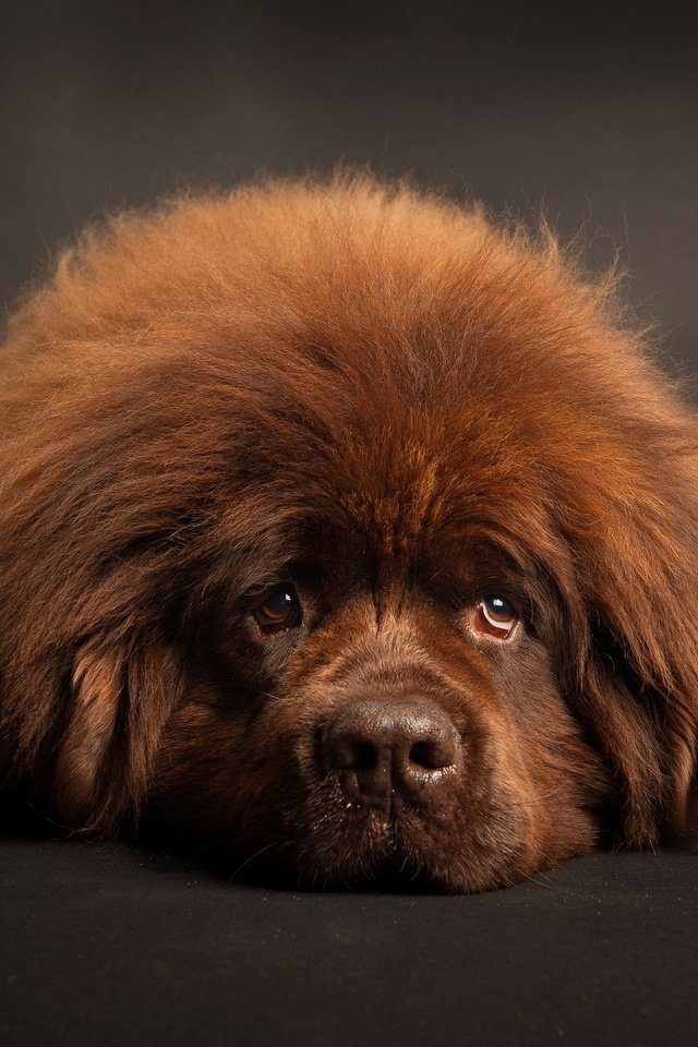 Обои взгляд, пушистый, собака, друг, коричневый, ньюфаундленд, look, fluffy, dog, each, brown, newfoundland разрешение 2048x1278 Загрузить