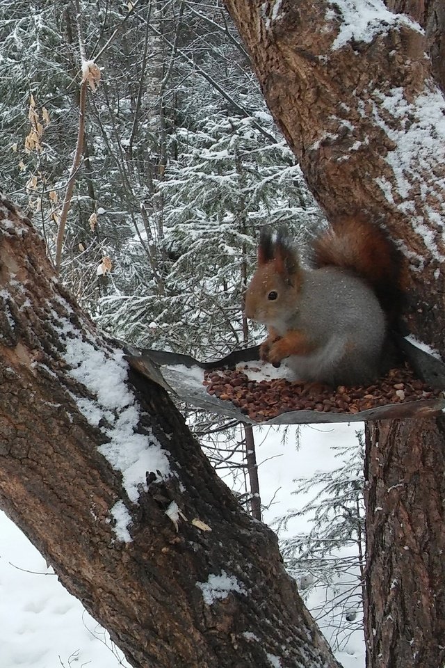 Обои лес, белка, кушает, орешки, белочка, сибирь, кедровые, forest, protein, eats, nuts, squirrel, siberia, cedar разрешение 2560x1600 Загрузить