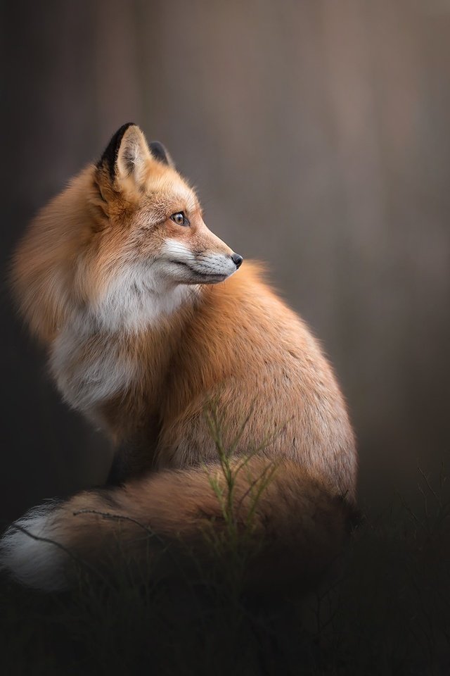 Обои фон, рыжая, лиса, лисица, боке, background, red, fox, bokeh разрешение 2048x1365 Загрузить