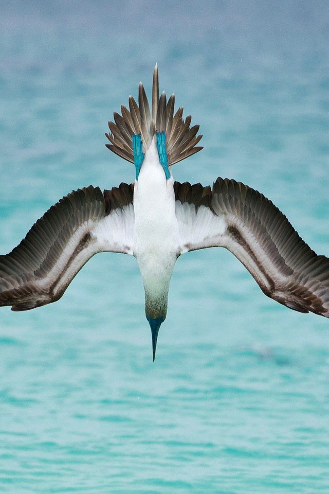 Обои море, крылья, птица, олуша, голубоногая олуша, sea, wings, bird, gannet, golovanova gannets разрешение 1920x1080 Загрузить