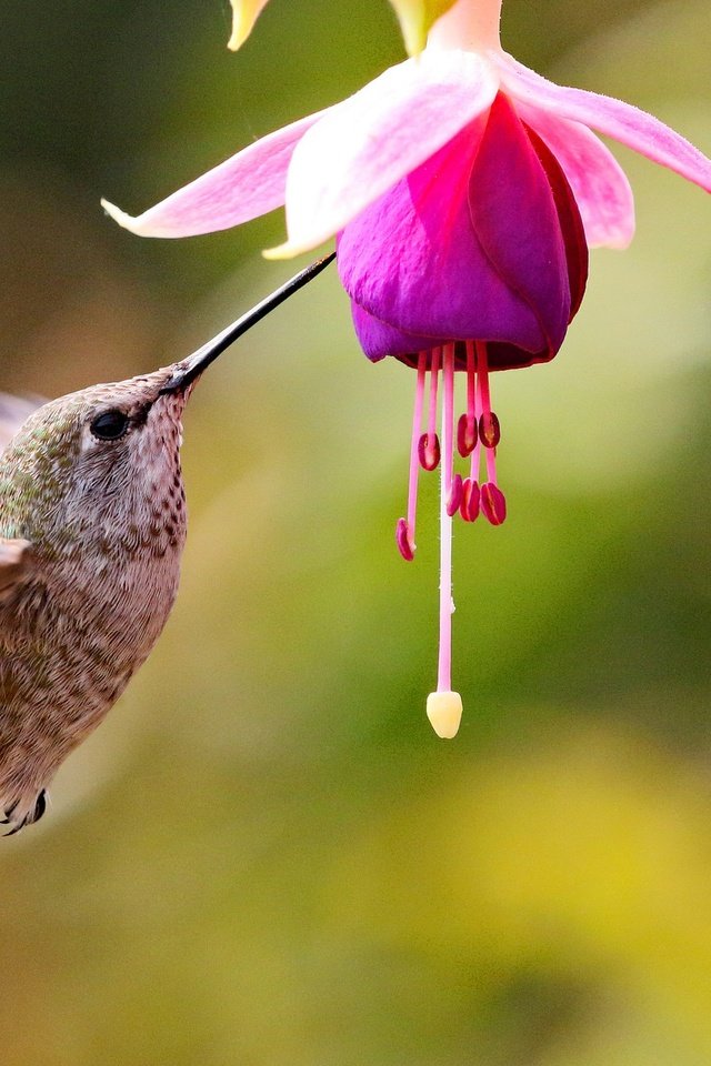 Обои бутоны, цветок, птица, колибри, фуксия, buds, flower, bird, hummingbird, fuchsia разрешение 2048x1286 Загрузить