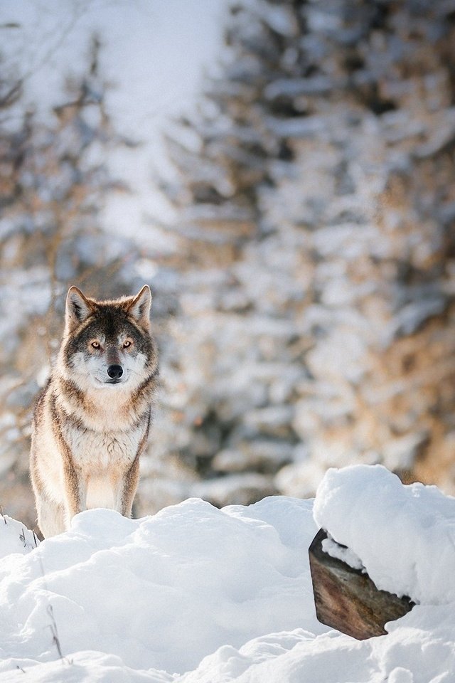 Обои лес, зима, взгляд, хищник, животное, волк, forest, winter, look, predator, animal, wolf разрешение 2200x1261 Загрузить