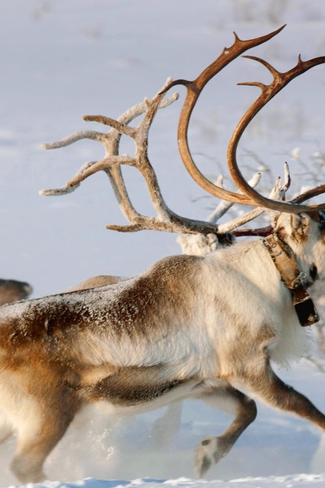 Обои снег, карашоке, зима, рога, олени, упряжка, норвегия, северный олень, финнмарк, snow, the karasjok, winter, horns, deer, team, norway, reindeer, finnmark разрешение 1920x1080 Загрузить