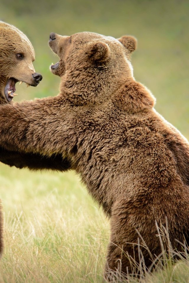 Обои трава, борьба, медведь, медведи, grass, fight, bear, bears разрешение 3840x2160 Загрузить