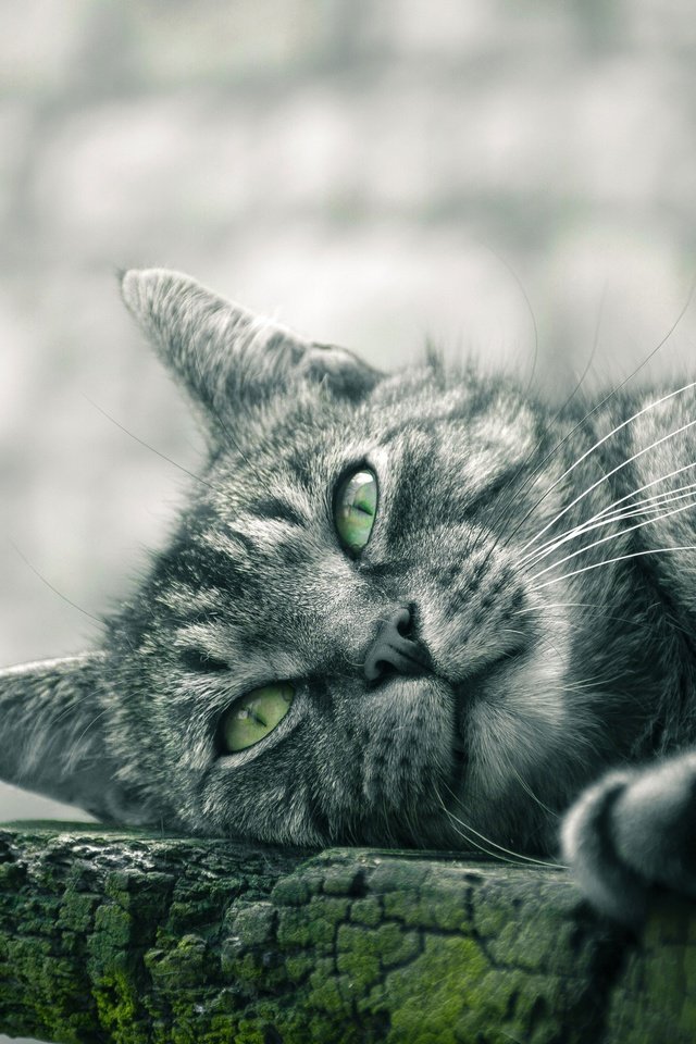 Обои глаза, кот, усы, кошка, взгляд, доски, серая, eyes, cat, mustache, look, board, grey разрешение 3840x2560 Загрузить