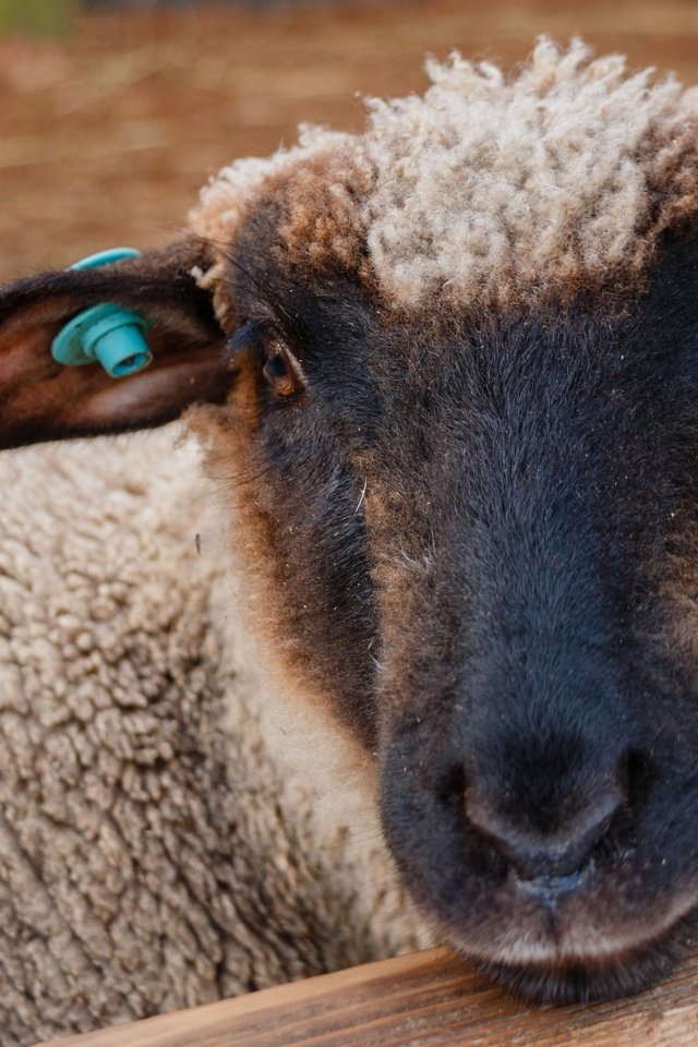 Обои морда, шерсть, животное, уши, загон, овца, face, wool, animal, ears, corral, sheep разрешение 3840x2160 Загрузить