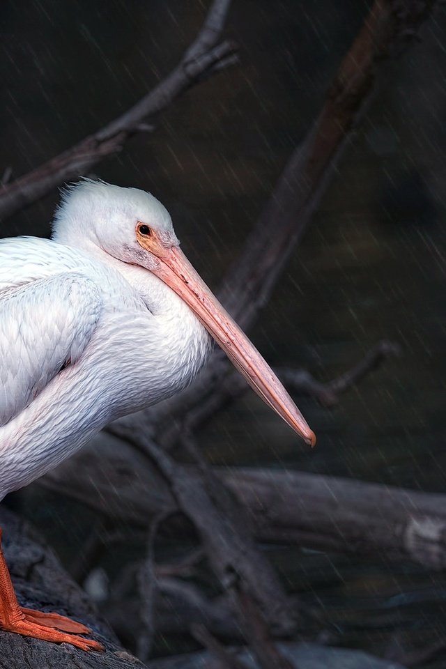 Обои природа, птица, клюв, перья, пеликан, nature, bird, beak, feathers, pelican разрешение 2048x1188 Загрузить