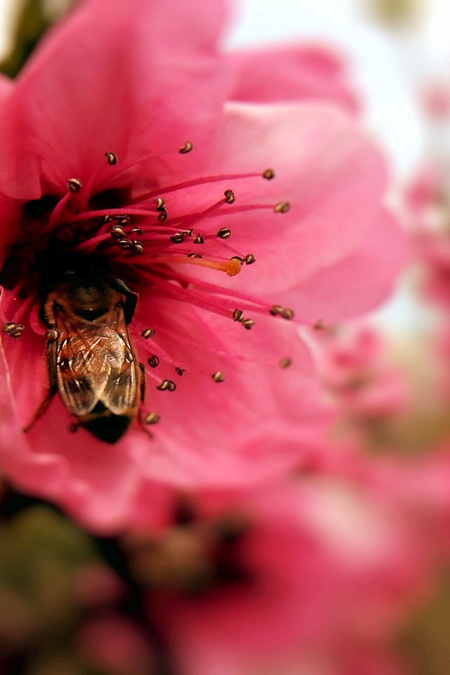 Обои макро, насекомое, цветок, пестик, пчела, macro, insect, flower, pistil, bee разрешение 1920x1080 Загрузить
