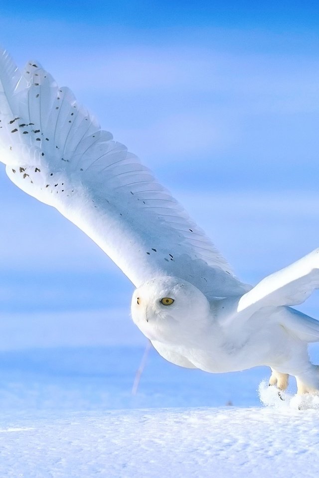 Обои сова, снег, зима, крылья, птица, взлёт, белая, полярная, owl, snow, winter, wings, bird, the rise, white, polar разрешение 2048x1365 Загрузить