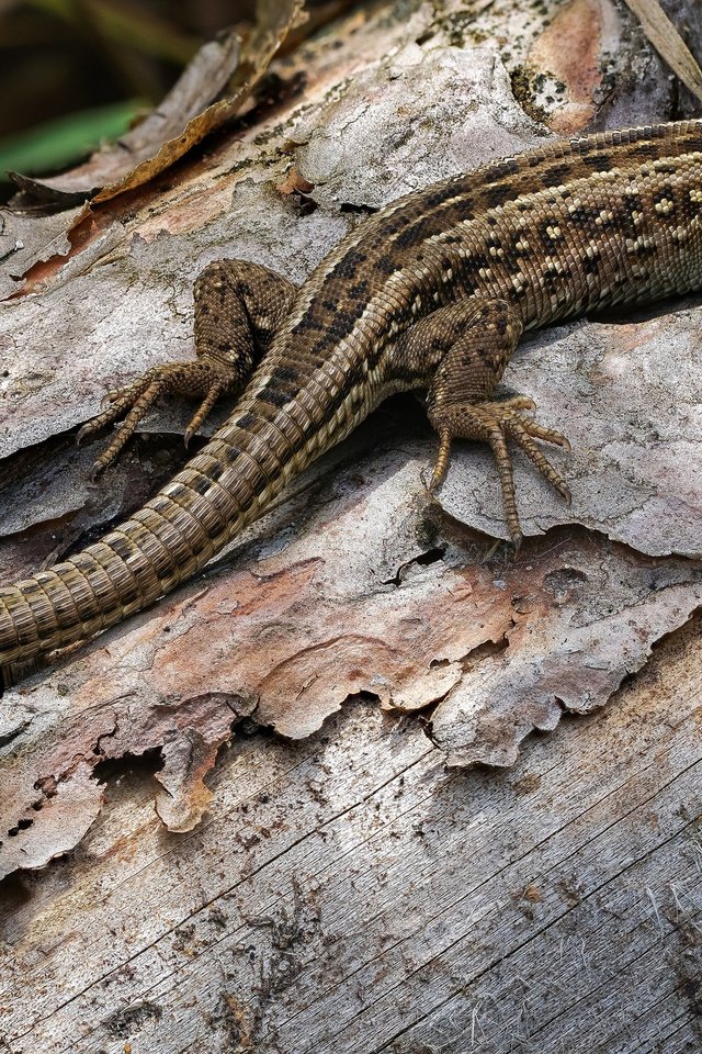 Обои природа, фон, ящерица, рептилия, пресмыкающееся, andré de kesel, lacerta agilis, nature, background, lizard, reptile разрешение 2048x1365 Загрузить