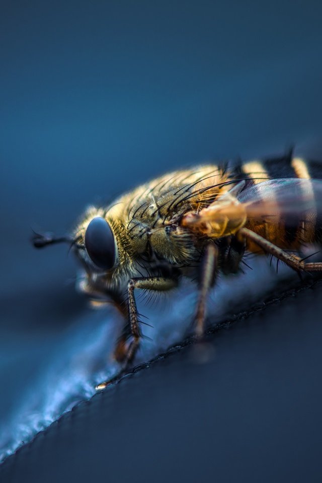 Обои макро, насекомое, крылья, лапки, муха, macro, insect, wings, legs, fly разрешение 2560x1819 Загрузить