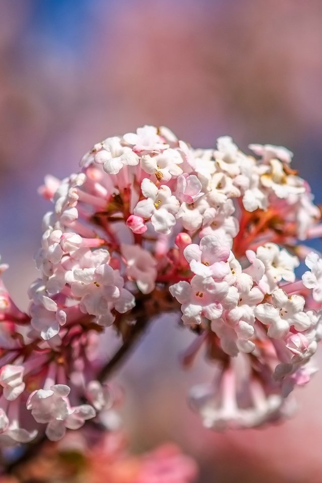 Обои природа, цветение, фон, размытость, весна, nature, flowering, background, blur, spring разрешение 4896x2760 Загрузить
