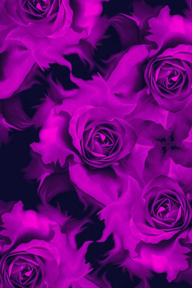 Обои цветы, отражение, роза, лепестки, бутон, коллаж, flowers, reflection, rose, petals, bud, collage разрешение 3000x1581 Загрузить
