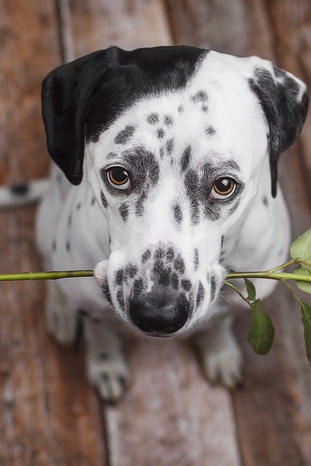 Обои цветок, роза, взгляд, собака, щенок, далматин, далматинец, flower, rose, look, dog, puppy, dalmatian, dalmatians разрешение 2560x1707 Загрузить