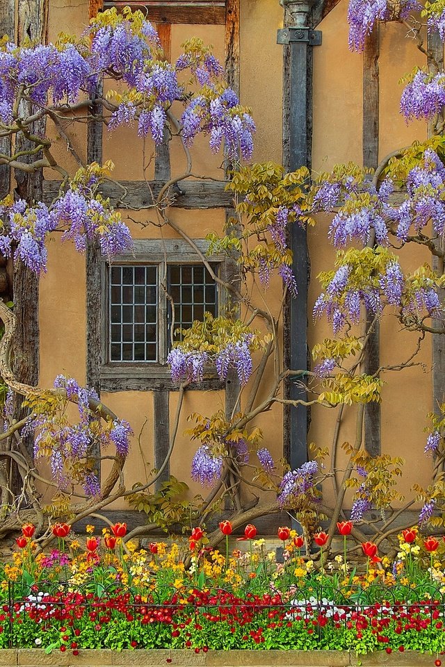 Обои цветы, стена, дом, англия, глициния, вистерия, flowers, wall, house, england, wisteria разрешение 2048x1359 Загрузить