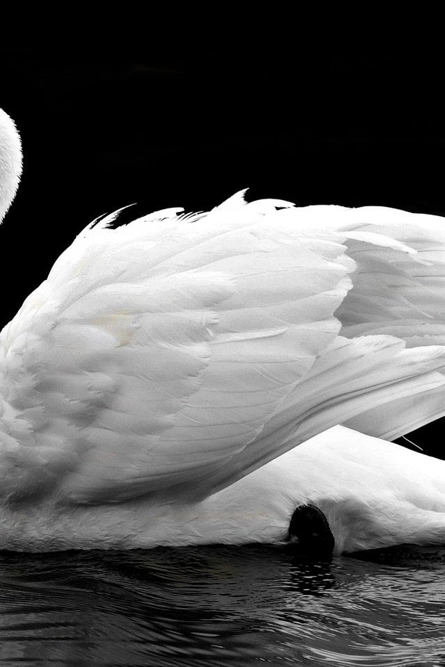 Обои вода, отражение, птица, клюв, черный фон, перья, лебедь, water, reflection, bird, beak, black background, feathers, swan разрешение 4000x2289 Загрузить