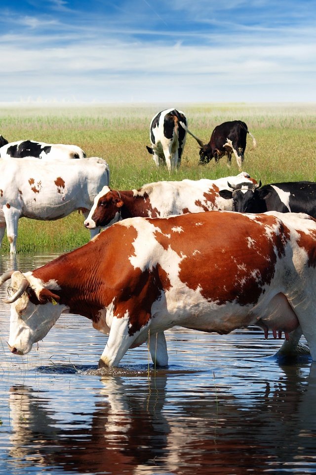 Обои небо, трава, облака, корова, водопой, коровы, домашний скот, the sky, grass, clouds, cow, drink, cows, livestock разрешение 3000x2000 Загрузить