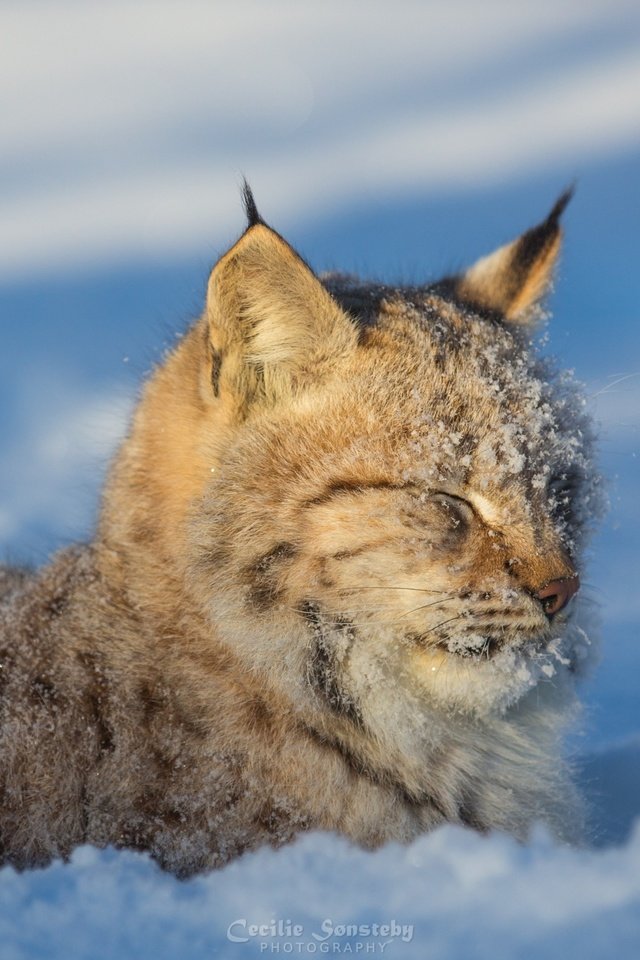 Обои морда, снег, зима, рысь, хищник, дикая кошка, face, snow, winter, lynx, predator, wild cat разрешение 2880x1800 Загрузить