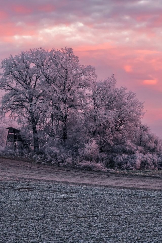 Обои деревья, природа, закат, зима, поле, иней, trees, nature, sunset, winter, field, frost разрешение 1920x1200 Загрузить