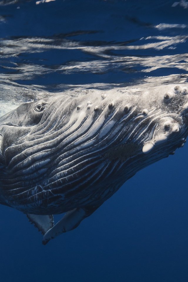 Обои кит, подводный мир, горбатый кит, kit, underwater world, humpback whale разрешение 2560x1600 Загрузить