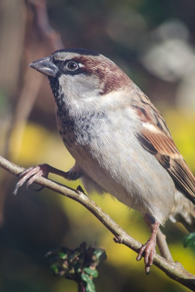 Обои ветка, птица, клюв, воробей, перья, животное, branch, bird, beak, sparrow, feathers, animal разрешение 2880x1755 Загрузить