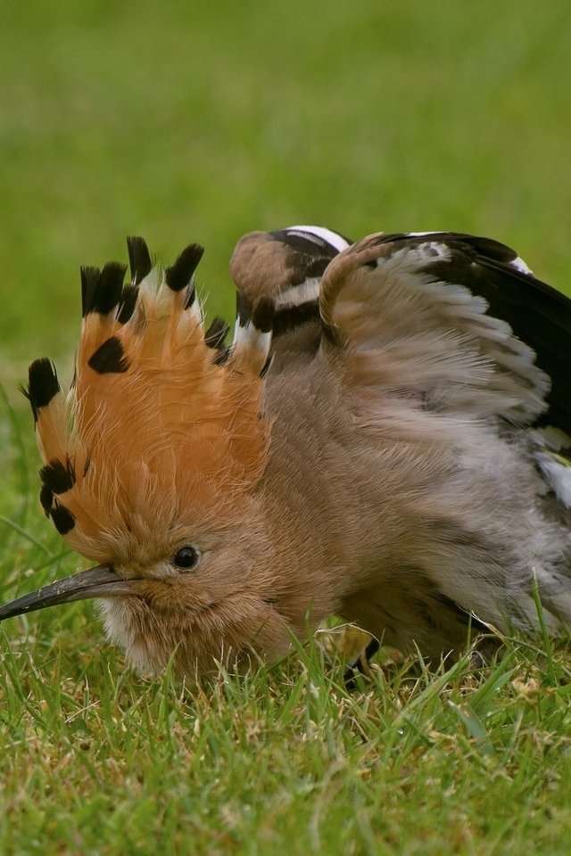 Обои трава, птица, клюв, перья, удод, grass, bird, beak, feathers, hoopoe разрешение 2048x1316 Загрузить