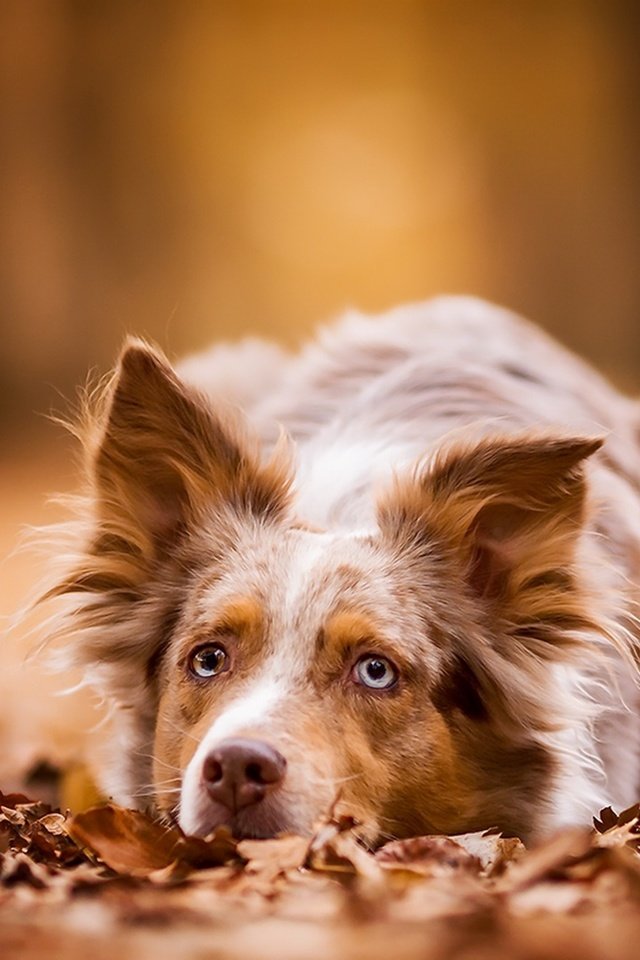 Обои листва, осень, собака, лежит, рыжая, австралийская овчарка, foliage, autumn, dog, lies, red, australian shepherd разрешение 3840x2160 Загрузить