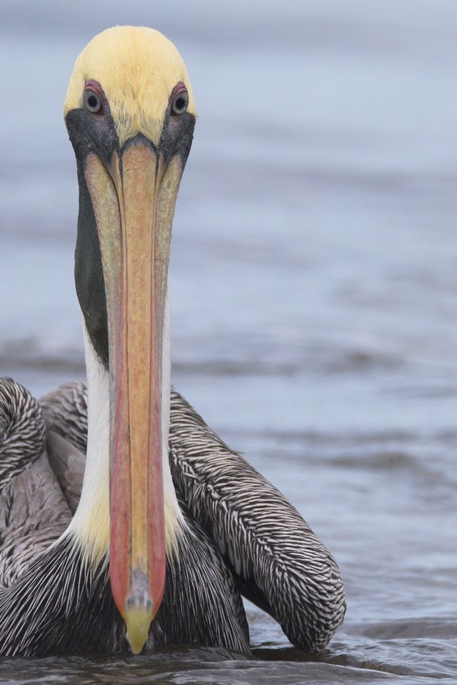 Обои вода, птица, клюв, пеликан, water, bird, beak, pelican разрешение 1920x1282 Загрузить