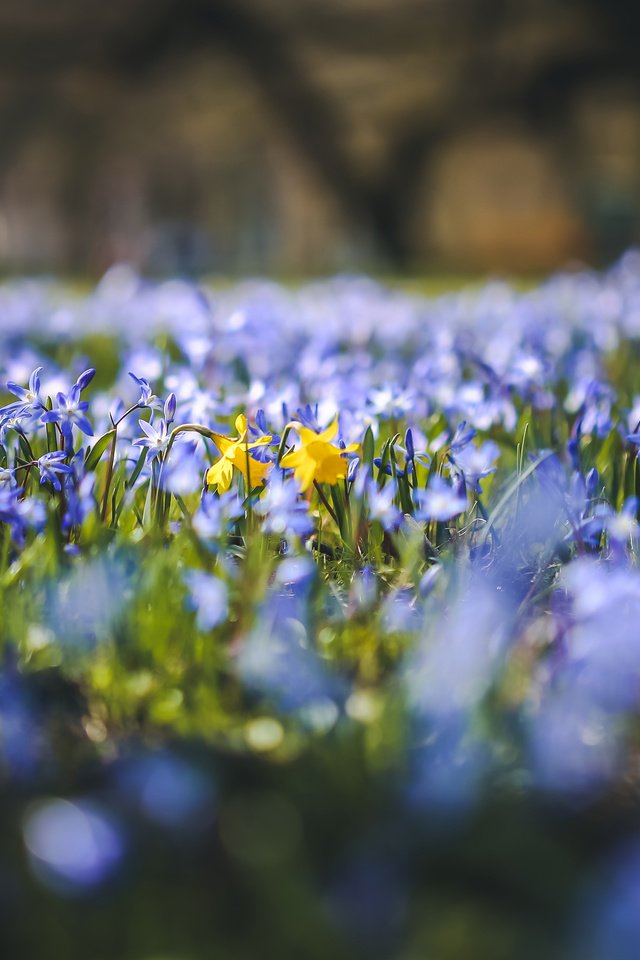 Обои цветы, поляна, весна, нарциссы, пролеска, flowers, glade, spring, daffodils, scilla разрешение 3840x2400 Загрузить