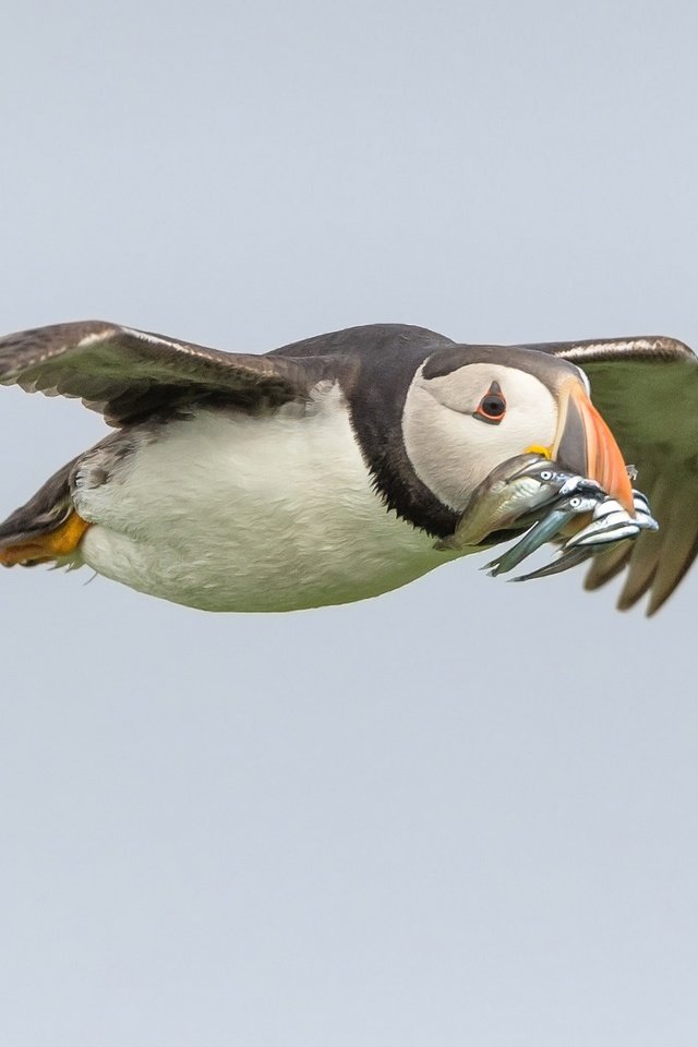 Обои полет, крылья, птица, клюв, рыба, тупик, улов, flight, wings, bird, beak, fish, stalled, catch разрешение 2048x1233 Загрузить