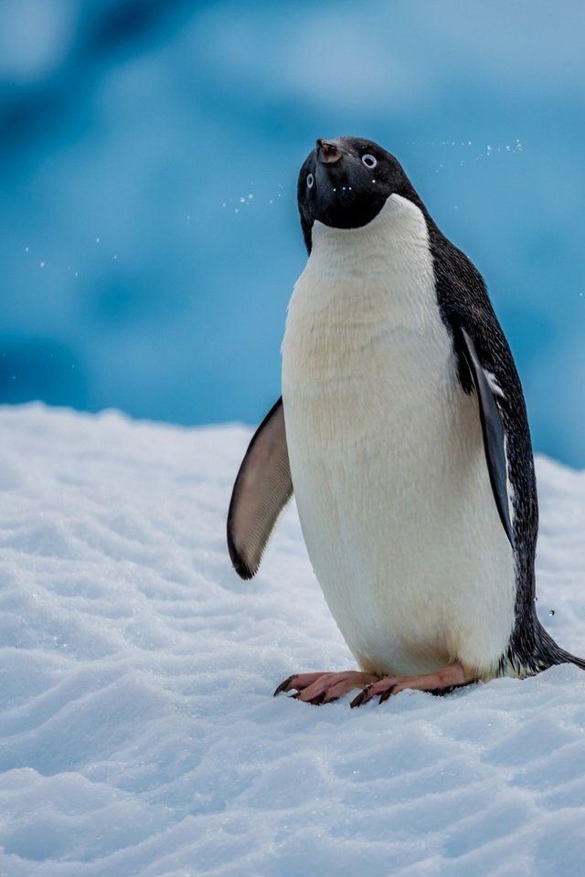 Обои снег, птица, пингвин, антарктида, пингвин адели, snow, bird, penguin, antarctica, penguin adelie разрешение 2560x1600 Загрузить