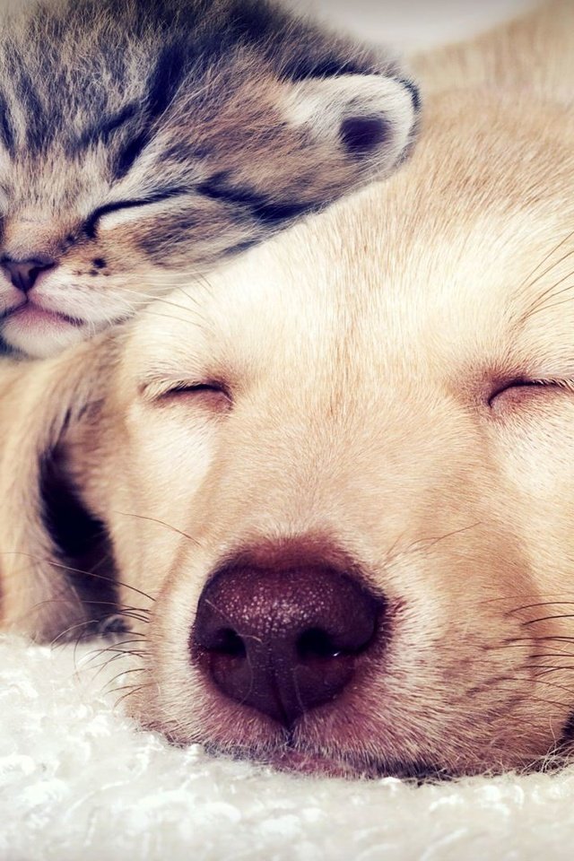 Обои сон, собака, кошки, котята, мордочки, закрытые глаза, sleep, dog, cats, kittens, faces, closed eyes разрешение 1920x1080 Загрузить