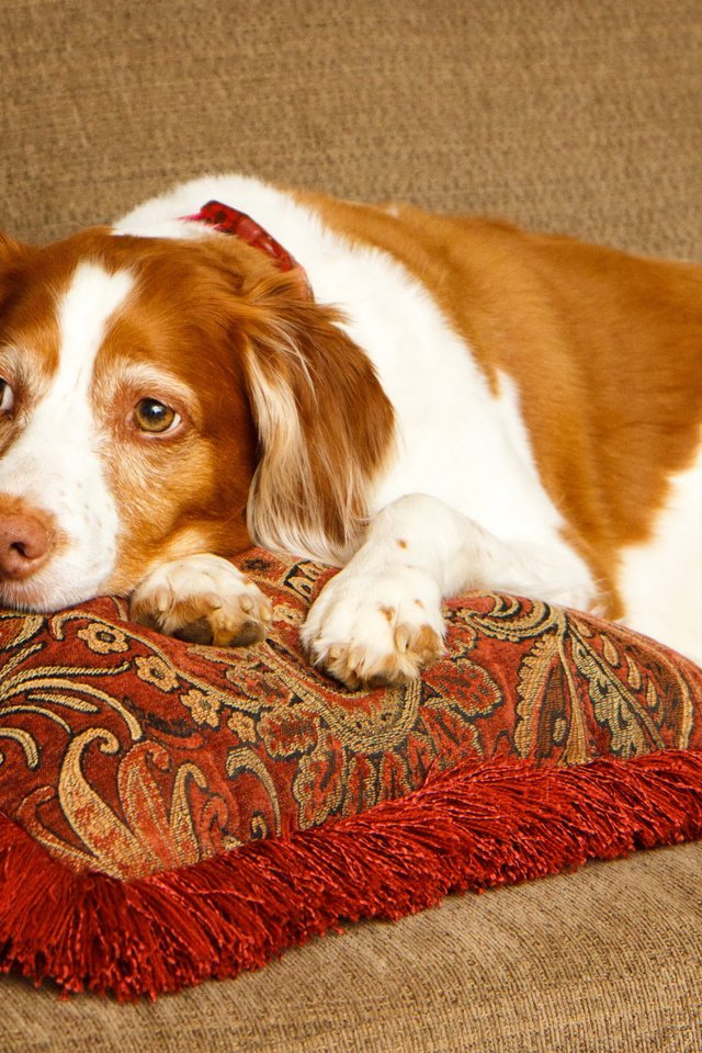 Обои подушки, грусть, собака, лежит, спаниель, бретонский эпаньоль, эпаньоль, pillow, sadness, dog, lies, spaniel, the brittany разрешение 3840x2160 Загрузить